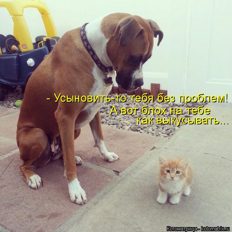 - Усыновить-то тебя без проблем! А вот блох на тебе как выкусывать...... Котоматрица: - Усыновить-то тебя без проблем! А вот блох на тебе как выкусывать...