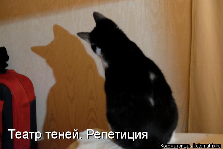Театр теней. Репетиция... Котоматрица: Театр теней. Репетиция