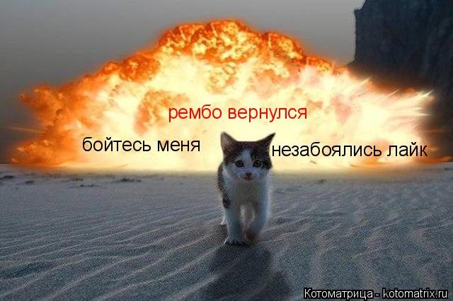 Котоматрица: рембо вернулся рембо вернулся бойтесь меня бойтесь меня незабоялись лайк
