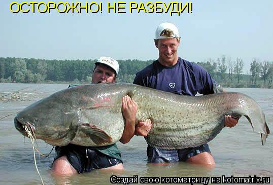 ОСТОРОЖНО! НЕ РАЗБУДИ!... Котоматрица: ОСТОРОЖНО! НЕ РАЗБУДИ!