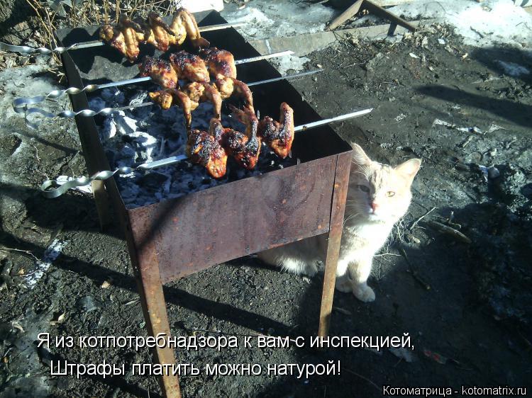 Котоматрица: Я из котпотребнадзора к вам с инспекцией, Штрафы платить можно натурой!