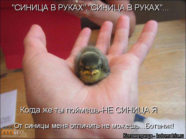 "СИНИЦА В РУКАХ","СИНИЦА В РУКАХ"... Когда же ты поймёшь-НЕ СИНИЦА Я От синицы меня отличить не можеш... Котоматрица: "СИНИЦА В РУКАХ","СИНИЦА В РУКАХ"... Когда же ты поймёшь-НЕ СИНИЦА Я От синицы меня отличить не можешь...Ботаник!