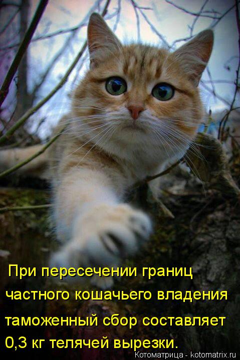 Котоматрица: При пересечении границ частного кошачьего владения таможенный сбор составляет 0,3 кг телячей вырезки.
