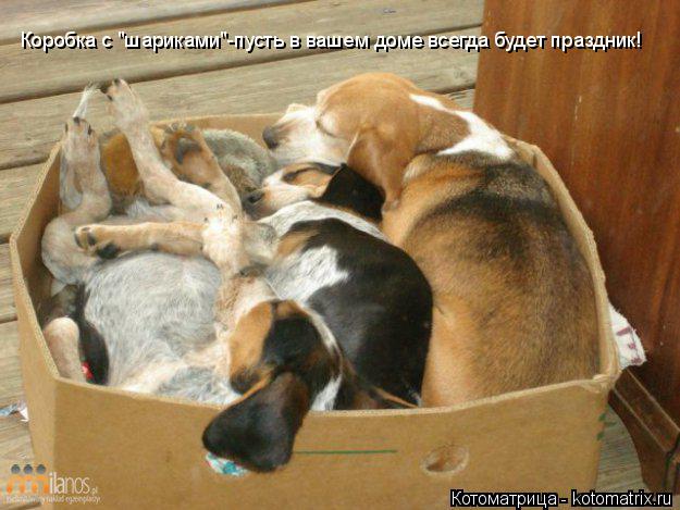 Котоматрица: Коробка с "шариками"-пусть в вашем доме всегда будет праздник!