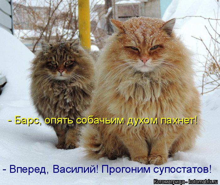 Котоматрица: - Барс, опять собачьим духом пахнет! - Вперед, Василий! Прогоним супостатов!