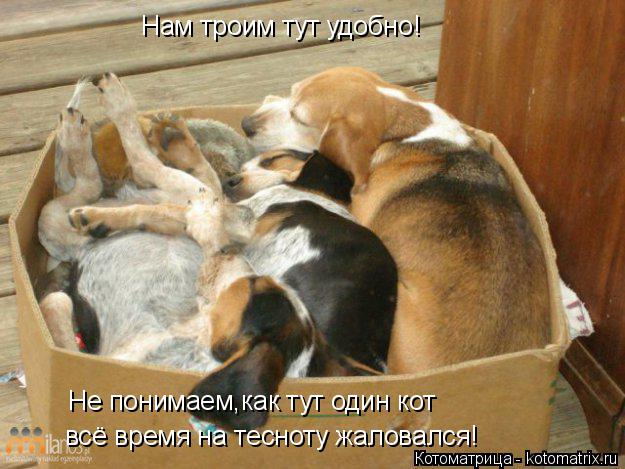 Нам троим тут удобно! Не понимаем,как тут один кот всё время на тесноту жаловался!... Котоматрица: Нам троим тут удобно! Не понимаем,как тут один кот всё время на тесноту жаловался!