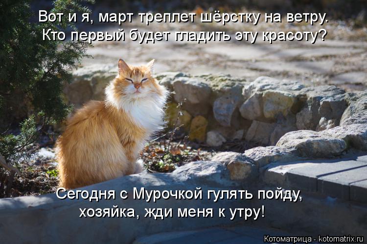 Котоматрица: Кто первый будет гладить эту красоту? Вот и я, март треплет шёрстку на ветру. Сегодня с Мурочкой гулять пойду, хозяйка, жди меня к утру!
