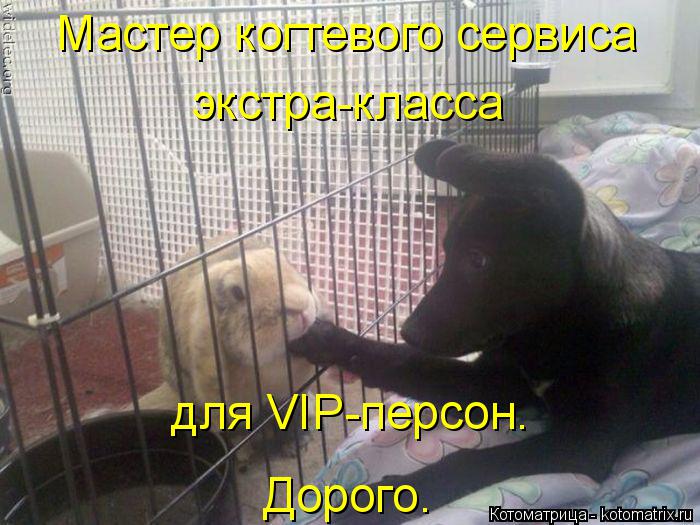 Котоматрица: Мастер когтевого сервиса экстра-класса для VIP-персон. Дорого.