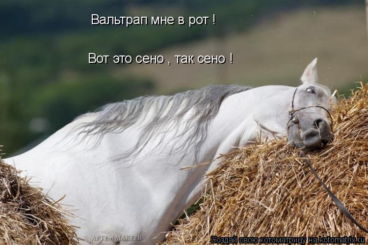 Вальтрап мне в рот ! Вот это сено , так сено !... Котоматрица: Вальтрап мне в рот ! Вот это сено , так сено !