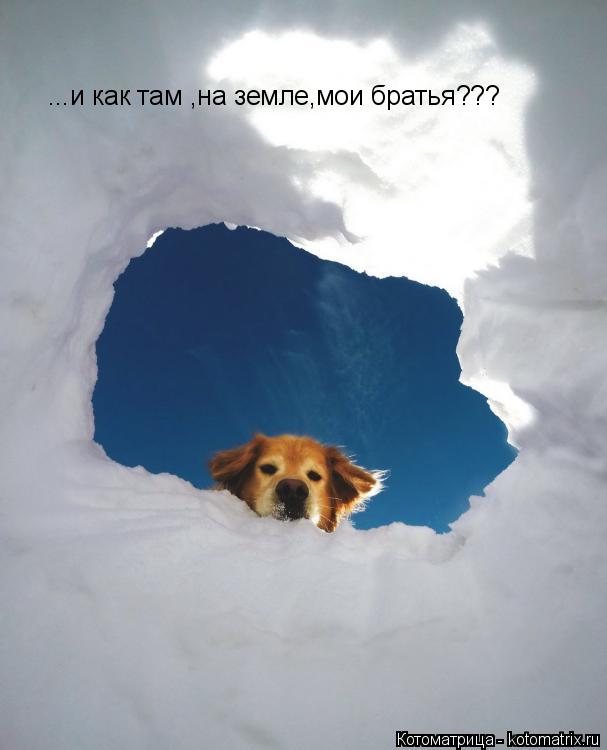 ...и как там ,на земле,мои братья???... Котоматрица: ...и как там ,на земле,мои братья???