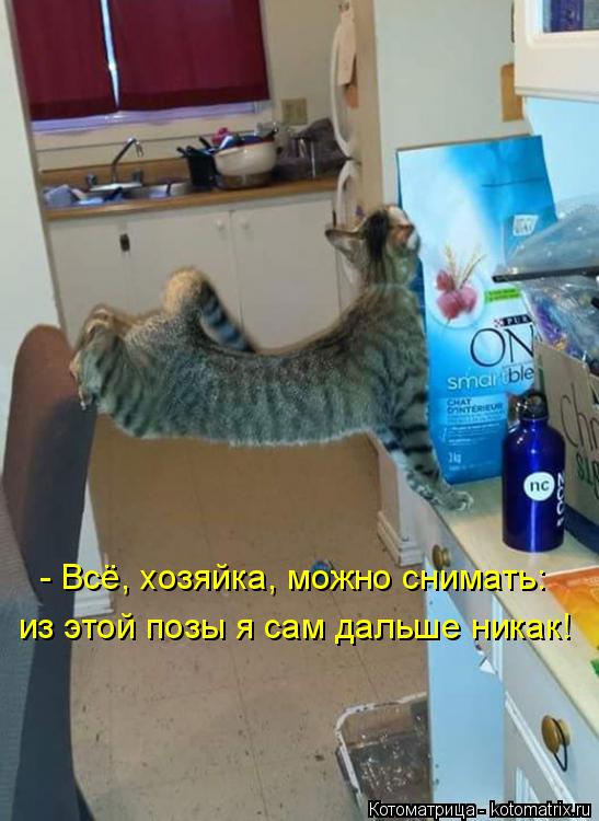 - Всё, хозяйка, можно снимать: из этой позы я сам дальше никак!... Котоматрица: - Всё, хозяйка, можно снимать: из этой позы я сам дальше никак!