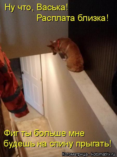 Котоматрица: Ну что, Васька!  Расплата близка! Фиг ты больше мне  будешь на спину прыгать!