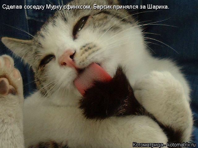 Котоматрица: Сделав соседку Мурку сфинксом, Барсик принялся за Шарика.