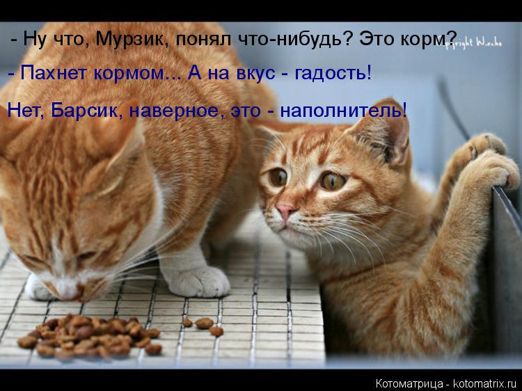 Котоматрица: - Ну что, Мурзик, понял что-нибудь? Это корм? - Пахнет кормом... А на вкус - гадость!  Нет, Барсик, наверное, это - наполнитель!
