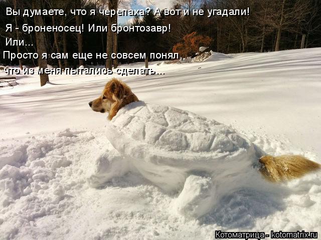 Вы думаете, что я черепаха? А вот и не угадали! Я - броненосец! Или бронтозавр! Или... Просто я сам е... Котоматрица: Вы думаете, что я черепаха? А вот и не угадали! Я - броненосец! Или бронтозавр! Или... Просто я сам еще не совсем понял, что из меня пытались сде