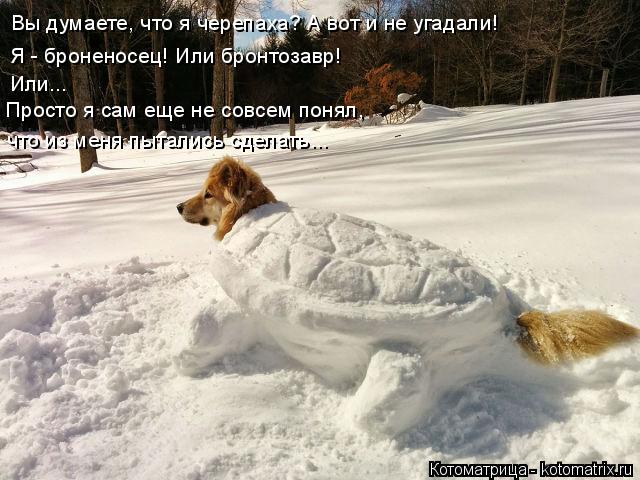 Котоматрица: Вы думаете, что я черепаха? А вот и не угадали! Я - броненосец! Или бронтозавр! Или... Просто я сам еще не совсем понял,  что из меня пытались сде