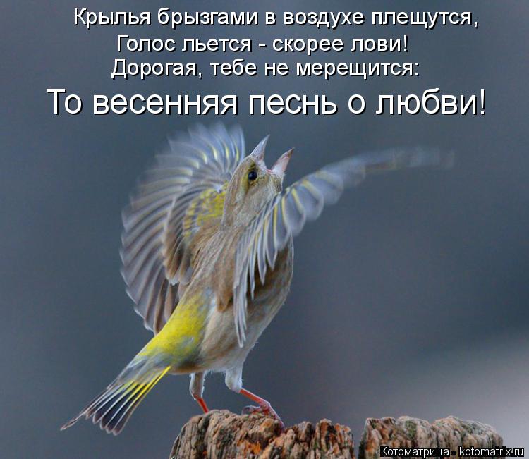 Котоматрица: Крылья брызгами в воздухе плещутся, Голос льется - скорее лови! Дорогая, тебе не мерещится: То весенняя песнь о любви!