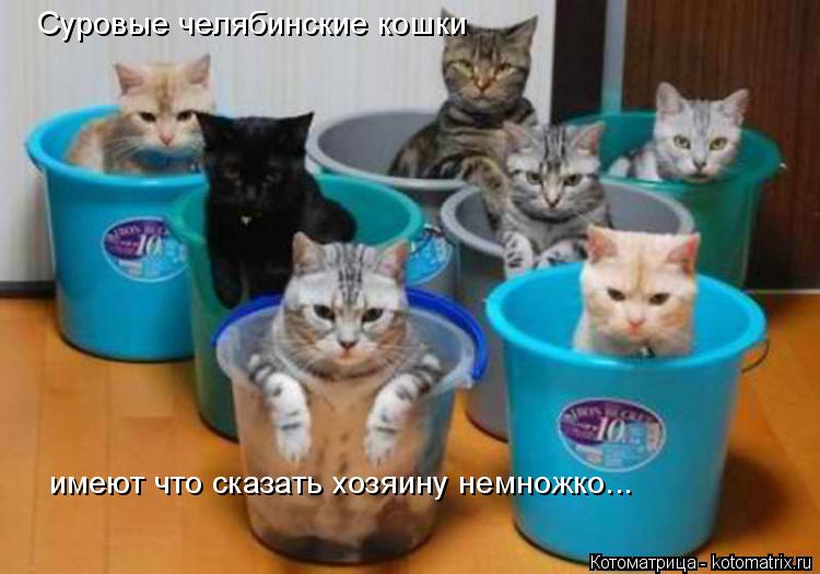 Суровые челябинские кошки имеют что сказать хозяину немножко...... Котоматрица: Суровые челябинские кошки имеют что сказать хозяину немножко...