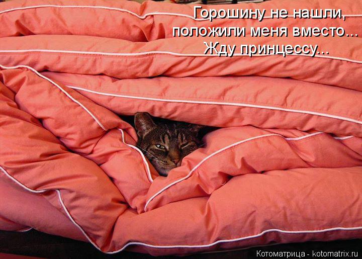Горошину не нашли, положили меня вместо... Жду принцессу...... Котоматрица: Горошину не нашли, положили меня вместо... Жду принцессу...