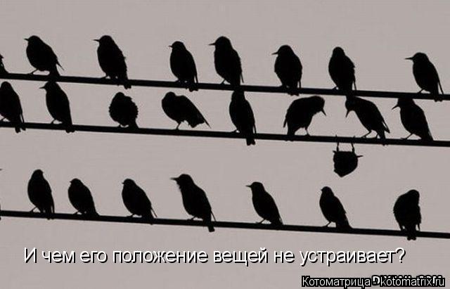 И чем его положение вещей не устраивает?... Котоматрица: И чем его положение вещей не устраивает?