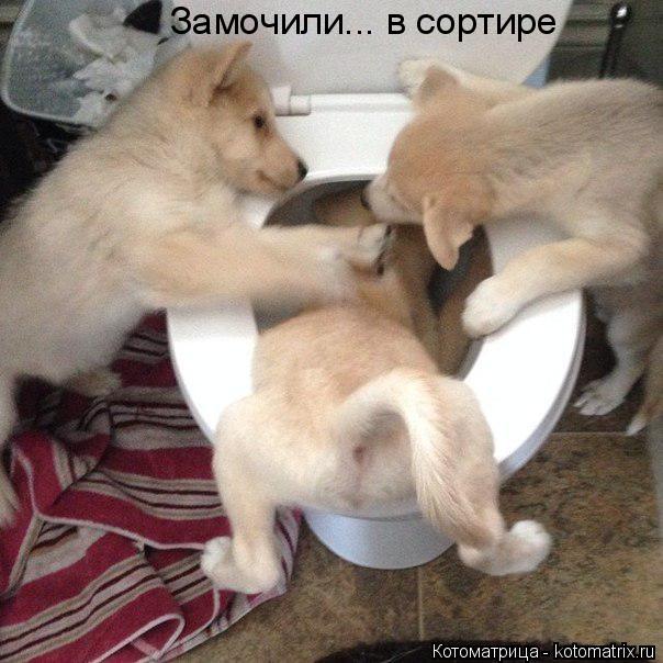 Замочили... в сортире... Котоматрица: Замочили... в сортире