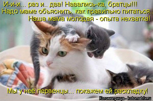 Котоматрица: Надо маме объяснить, как правильно питаться.. И-и-и... раз и.. два! Навались-ка, братцы!!! Наша мама молодая - опыта нехватка! Мы у неё первенцы... п