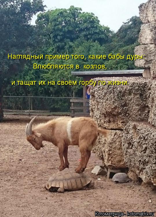 Наглядный пример того, какие бабы дуры: Влюбляются в козлов, и тащат их на своём горбу по жизни.... Котоматрица: Наглядный пример того, какие бабы дуры: Влюбляются в козлов, и тащат их на своём горбу по жизни.