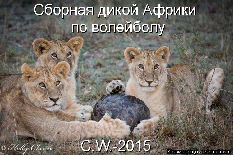 Котоматрица: Сборная дикой Африки по волейболу  C.W.-2015