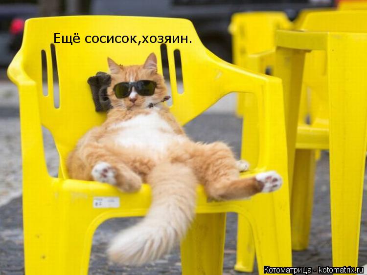 Ещё сосисок,хозяин.... Котоматрица: Ещё сосисок,хозяин.