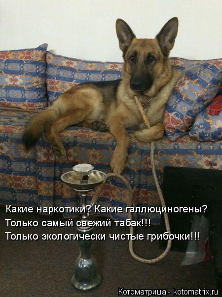 Котоматрица: Какие наркотики? Какие галлюциногены? Только самый свежий табак!!! Только экологически чистые грибочки!!!
