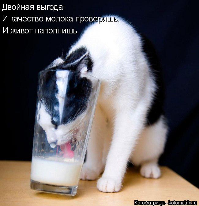 Котоматрица: Двойная выгода: И качество молока проверишь, И живот наполнишь.