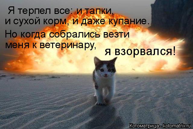 Котоматрица: Я терпел все: и тапки,  и сухой корм, и даже купание. Но когда собрались везти меня к ветеринару, я взорвался!