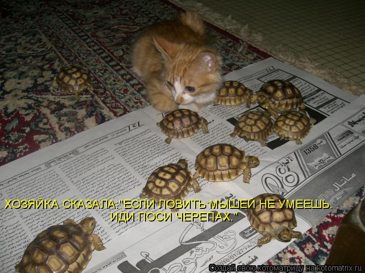 ХОЗЯЙКА СКАЗАЛА:"ЕСЛИ ЛОВИТЬ МЫШЕЙ НЕ УМЕЕШЬ. ИДИ ПОСИ ЧЕРЕПАХ."... Котоматрица: ХОЗЯЙКА СКАЗАЛА:"ЕСЛИ ЛОВИТЬ МЫШЕЙ НЕ УМЕЕШЬ. ИДИ ПОСИ ЧЕРЕПАХ."