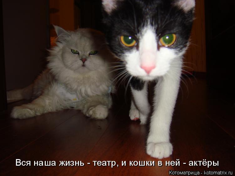 Котоматрица: Вся наша жизнь - театр, и кошки в ней - актёры