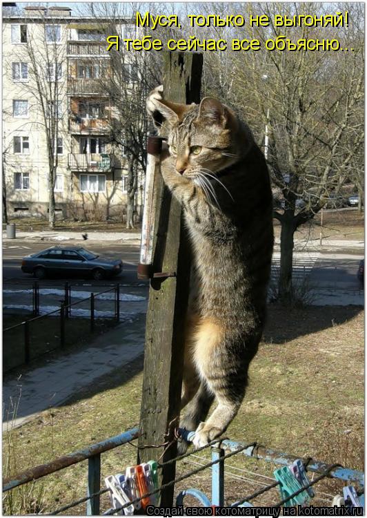 Муся, только не выгоняй! Я тебе сейчас все объясню...... Котоматрица: Муся, только не выгоняй! Я тебе сейчас все объясню...