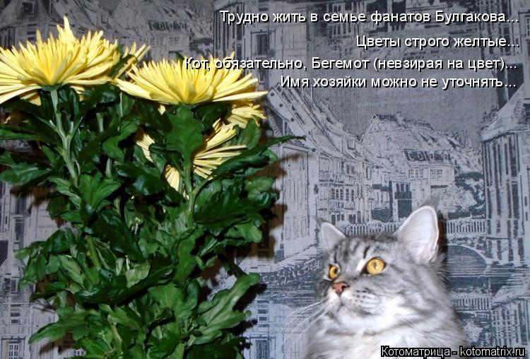 Трудно жить в семье фанатов Булгакова... Цветы строго желтые... Кот, обязательно, Бегемот (невзирая н... Котоматрица: Трудно жить в семье фанатов Булгакова... Цветы строго желтые... Кот, обязательно, Бегемот (невзирая на цвет)... Имя хозяйки можно не уточнять...