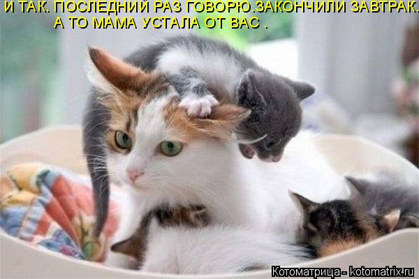 И ТАК. ПОСЛЕДНИЙ РАЗ ГОВОРЮ.ЗАКОНЧИЛИ ЗАВТРАК. А ТО МАМА УСТАЛА ОТ ВАС .... Котоматрица: И ТАК. ПОСЛЕДНИЙ РАЗ ГОВОРЮ.ЗАКОНЧИЛИ ЗАВТРАК. А ТО МАМА УСТАЛА ОТ ВАС .
