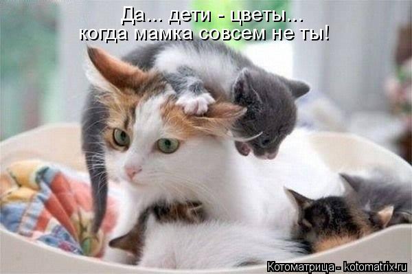 Да... дети - цветы... когда мамка совсем не ты!... Котоматрица: Да... дети - цветы... когда мамка совсем не ты!