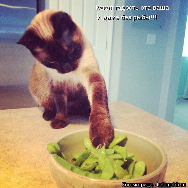 Какая гадость эта ваша... И даже без рыбы!!!... Котоматрица: Какая гадость эта ваша... И даже без рыбы!!!