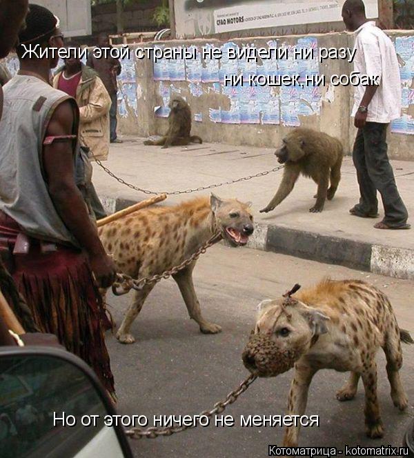 Жители этой страны не видели ни разу ни кошек,ни собак Но от этого ничего не меняется... Котоматрица: Жители этой страны не видели ни разу ни кошек,ни собак Но от этого ничего не меняется