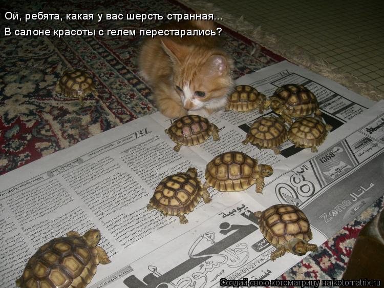 Ой, ребята, какая у вас шерсть странная... В салоне красоты с гелем перестарались?... Котоматрица: Ой, ребята, какая у вас шерсть странная... В салоне красоты с гелем перестарались?