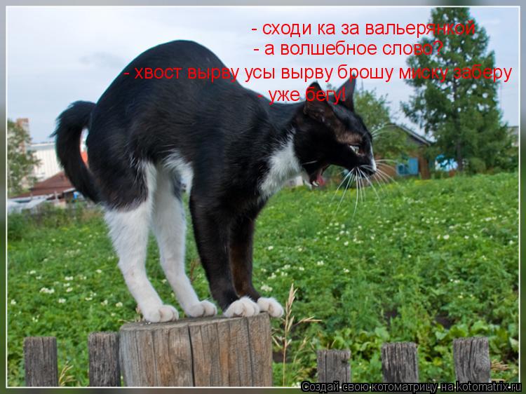 - сходи ка за вальерянкой - а волшебное слово? - хвост вырву усы вырву брошу миску заберу - уже бегу!... Котоматрица: - сходи ка за вальерянкой - а волшебное слово? - хвост вырву усы вырву брошу миску заберу - уже бегу!