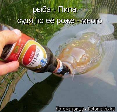 Котоматрица: рыба - Пила  судя по её роже - много