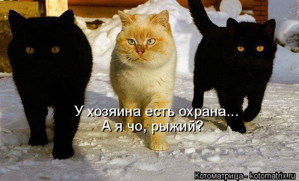 Котоматрица: У хозяина есть охрана... А я чо, рыжий?