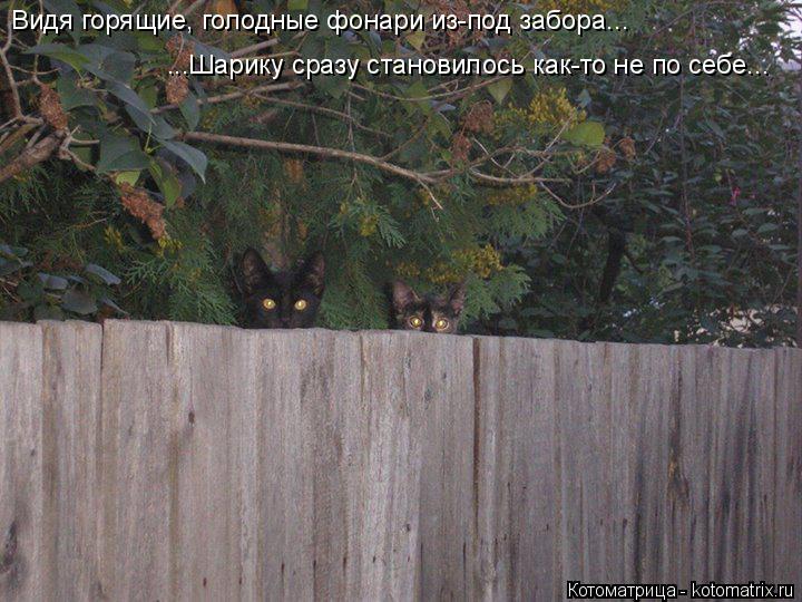 Видя горящие, голодные фонари из-под забора... ...Шарику сразу становилось как-то не по себе...... Котоматрица: Видя горящие, голодные фонари из-под забора... ...Шарику сразу становилось как-то не по себе...