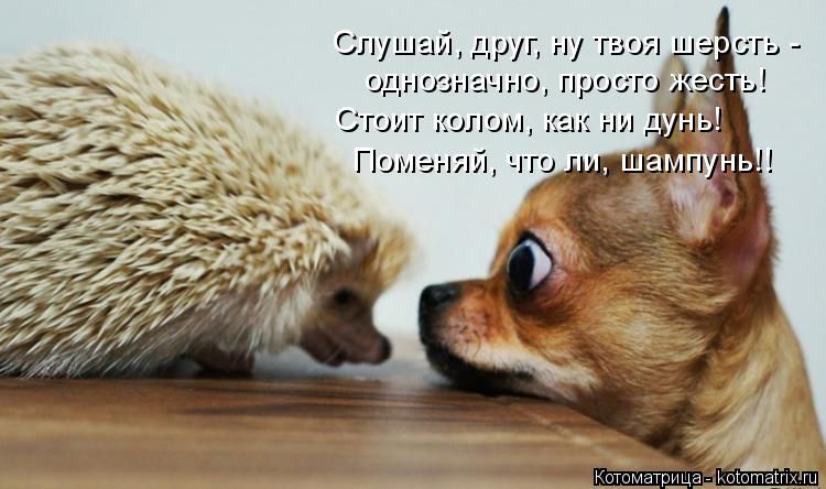 Слушай, друг, ну твоя шерсть - однозначно, просто жесть! Стоит колом, как ни дунь! Поменяй, что ли, ш... Котоматрица: Слушай, друг, ну твоя шерсть - однозначно, просто жесть! Стоит колом, как ни дунь! Поменяй, что ли, шампунь!!