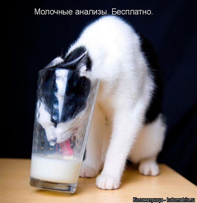 Молочные анализы. Бесплатно.... Котоматрица: Молочные анализы. Бесплатно.