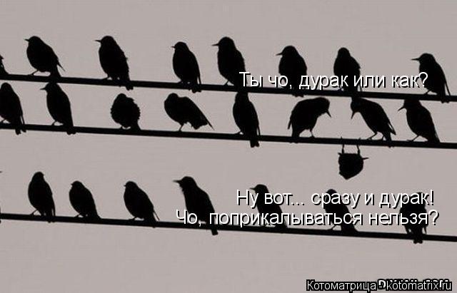 Котоматрица: Ты чо, дурак или как? Ну вот... сразу и дурак! Чо, поприкалываться нельзя?
