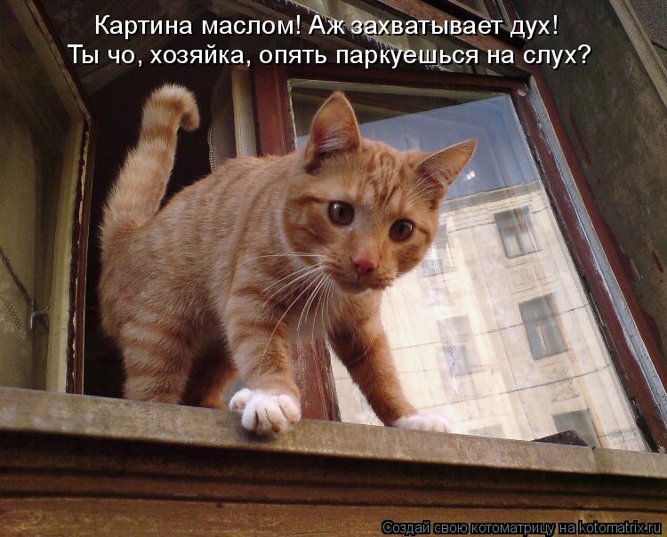 Картина маслом! Аж захватывает дух! Ты чо, хозяйка, опять паркуешься на слух?... Котоматрица: Картина маслом! Аж захватывает дух! Ты чо, хозяйка, опять паркуешься на слух?