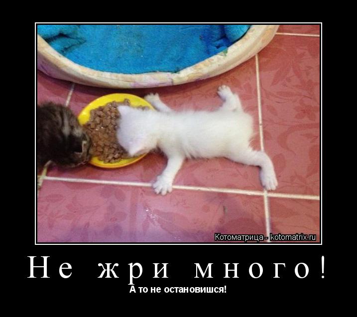 Котоматрица: Не жри много! А то не остановишся!